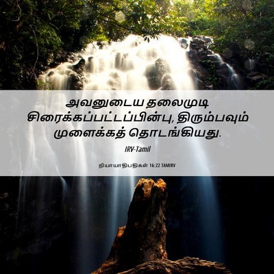 Picture 06 - நியாயாதிபதிகள் 16:22 TAMIRV - அவனுடைய தலைமுடி - Bible Verse Picture