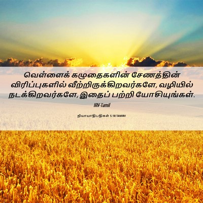 Picture 06 - நியாயாதிபதிகள் 5:10 TAMIRV - வெள்ளைக் - Bible Verse Picture