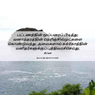 Picture 06 - நியாயாதிபதிகள் 8:16 TAMIRV - பட்டணத்தின் - Bible Verse Picture