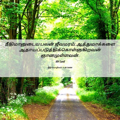 Picture 06 - நீதிமொழிகள் 11:30 TAMIRV - நீதிமானுடைய பலன் - Bible Verse Picture