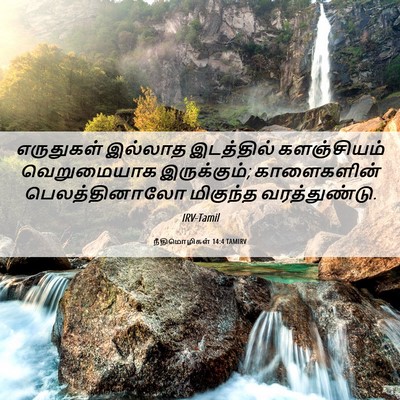 Picture 06 - நீதிமொழிகள் 14:4 TAMIRV - எருதுகள் இல்லாத - Bible Verse Picture