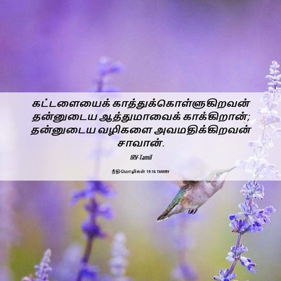 Picture 06 - நீதிமொழிகள் 19:16 TAMIRV - கட்டளையைக் - Bible Verse Picture