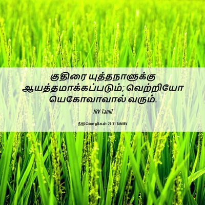 Picture 06 - நீதிமொழிகள் 21:31 TAMIRV - குதிரை - Bible Verse Picture