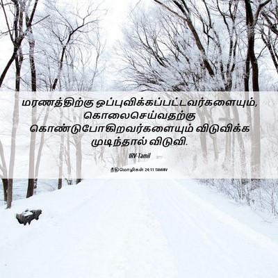 Picture 06 - நீதிமொழிகள் 24:11 TAMIRV - மரணத்திற்கு - Bible Verse Picture