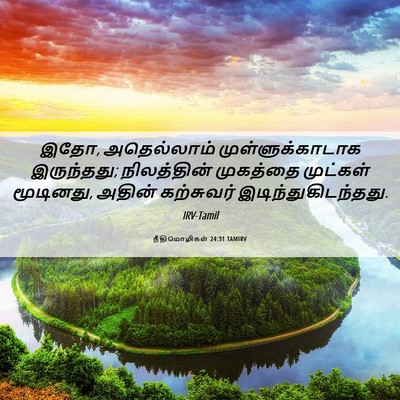 Picture 06 - நீதிமொழிகள் 24:31 TAMIRV - இதோ, அதெல்லாம் - Bible Verse Picture