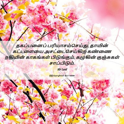 Picture 06 - நீதிமொழிகள் 30:17 TAMIRV - தகப்பனைப் - Bible Verse Picture