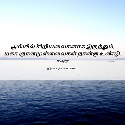 Picture 06 - நீதிமொழிகள் 30:24 TAMIRV - பூமியில் - Bible Verse Picture