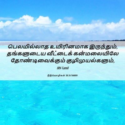 Picture 06 - நீதிமொழிகள் 30:26 TAMIRV - பெலமில்லாத - Bible Verse Picture