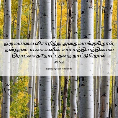 Picture 06 - நீதிமொழிகள் 31:16 TAMIRV - ஒரு வயலை - Bible Verse Picture