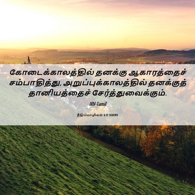 Picture 06 - நீதிமொழிகள் 6:8 TAMIRV - கோடைக்காலத்தில் - Bible Verse Picture