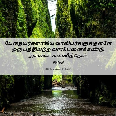 Picture 06 - நீதிமொழிகள் 7:7 TAMIRV - பேதையர்களாகிய - Bible Verse Picture