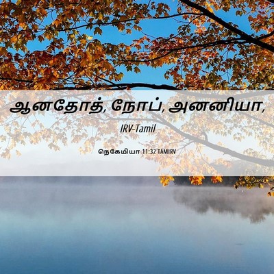 Picture 06 - நெகேமியா 11:32 TAMIRV - ஆனதோத், நோப், - Bible Verse Picture