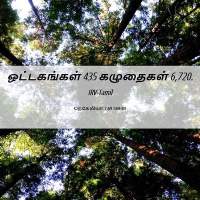 Picture 06 - நெகேமியா 7:69 TAMIRV - ஒட்டகங்கள் 435 - Bible Verse Picture