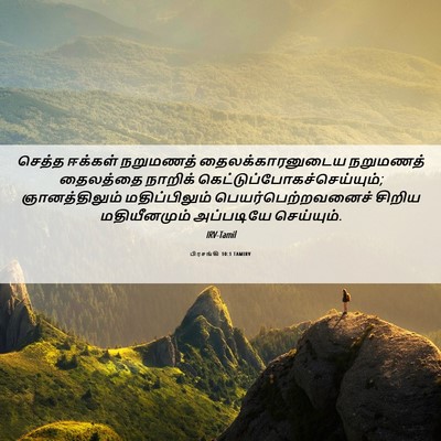 Picture 06 - பிரசங்கி 10:1 TAMIRV - செத்த ஈக்கள் - Bible Verse Picture