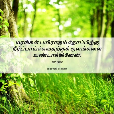 Picture 06 - பிரசங்கி 2:6 TAMIRV - மரங்கள் பயிராகும் - Bible Verse Picture