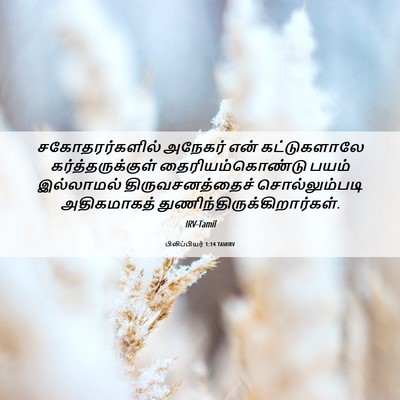Picture 06 - பிலிப்பியர் 1:14 TAMIRV - சகோதரர்களில் - Bible Verse Picture
