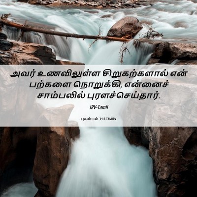 Picture 06 - புலம்பல் 3:16 TAMIRV - அவர் உணவிலுள்ள - Bible Verse Picture
