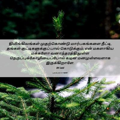 Picture 06 - புலம்பல் 4:3 TAMIRV - திமிங்கிலங்கள் - Bible Verse Picture