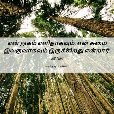 Picture 06 - மத்தேயு 11:30 TAMIRV - என் நுகம் - Bible Verse Picture