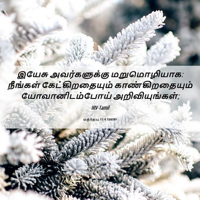 Picture 06 - மத்தேயு 11:4 TAMIRV - இயேசு அவர்களுக்கு - Bible Verse Picture