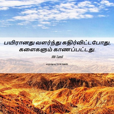 Picture 06 - மத்தேயு 13:26 TAMIRV - பயிரானது வளர்ந்து - Bible Verse Picture