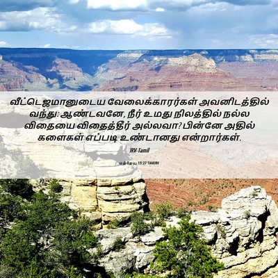 Picture 06 - மத்தேயு 13:27 TAMIRV - வீட்டெஜமானுடைய - Bible Verse Picture