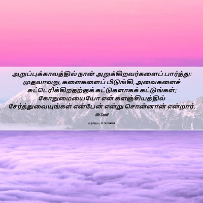 Picture 06 - மத்தேயு 13:30 TAMIRV -  - Bible Verse Picture