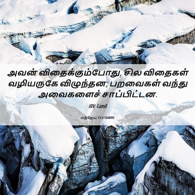 Picture 06 - மத்தேயு 13:4 TAMIRV - அவன் - Bible Verse Picture