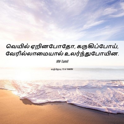 Picture 06 - மத்தேயு 13:6 TAMIRV - வெயில் ஏறினபோதோ, - Bible Verse Picture