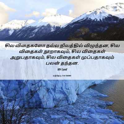Picture 06 - மத்தேயு 13:8 TAMIRV - சில விதைகளோ நல்ல - Bible Verse Picture