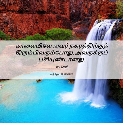 Picture 06 - மத்தேயு 21:18 TAMIRV - காலையிலே அவர் - Bible Verse Picture