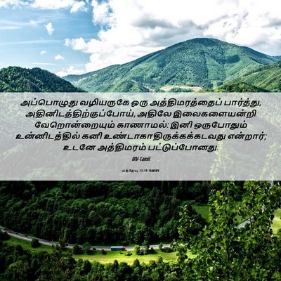Picture 06 - மத்தேயு 21:19 TAMIRV - அப்பொழுது - Bible Verse Picture