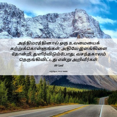 Picture 06 - மத்தேயு 24:32 TAMIRV - அத்திமரத்தினால் - Bible Verse Picture