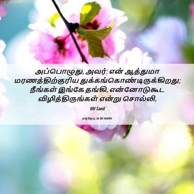 Picture 06 - மத்தேயு 26:38 TAMIRV - அப்பொழுது, அவர்: - Bible Verse Picture