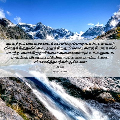 Picture 06 - மத்தேயு 6:26 TAMIRV - வானத்துப் - Bible Verse Picture