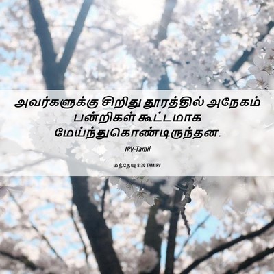 Picture 06 - மத்தேயு 8:30 TAMIRV - அவர்களுக்கு - Bible Verse Picture