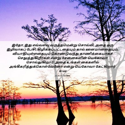 Picture 06 - மல்கியா 1:13 TAMIRV - இதோ, இது எவ்வளவு - Bible Verse Picture