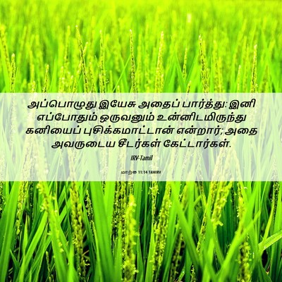 Picture 06 - மாற்கு 11:14 TAMIRV - அப்பொழுது இயேசு - Bible Verse Picture