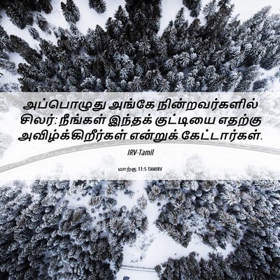 Picture 06 - மாற்கு 11:5 TAMIRV - அப்பொழுது அங்கே - Bible Verse Picture