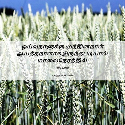 Picture 06 - மாற்கு 15:42 TAMIRV - ஓய்வுநாளுக்கு - Bible Verse Picture