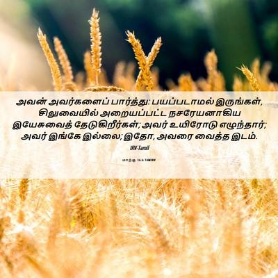 Picture 06 - மாற்கு 16:6 TAMIRV - அவன் அவர்களைப் - Bible Verse Picture