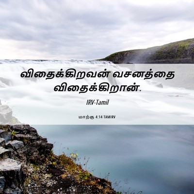 Picture 06 - மாற்கு 4:14 TAMIRV - விதைக்கிறவன் - Bible Verse Picture