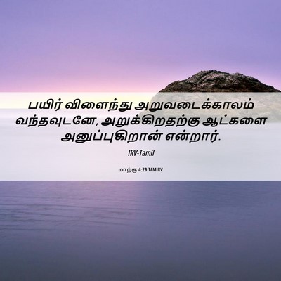 Picture 06 - மாற்கு 4:29 TAMIRV - பயிர் விளைந்து - Bible Verse Picture
