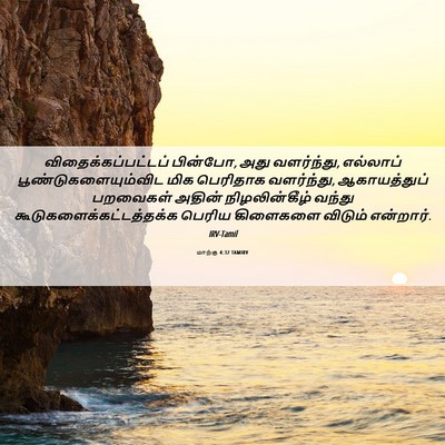 Picture 06 - மாற்கு 4:32 TAMIRV - விதைக்கப்பட்டப் - Bible Verse Picture