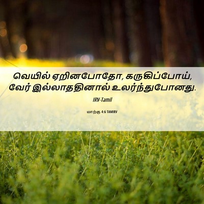 Picture 06 - மாற்கு 4:6 TAMIRV - வெயில் ஏறினபோதோ, - Bible Verse Picture