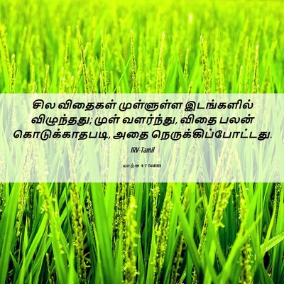 Picture 06 - மாற்கு 4:7 TAMIRV - சில விதைகள் - Bible Verse Picture