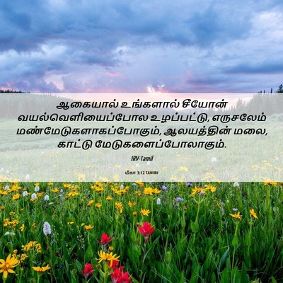 Picture 06 - மீகா 3:12 TAMIRV - ஆகையால் உங்களால் - Bible Verse Picture