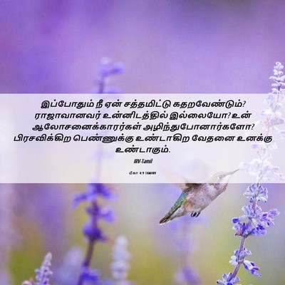 Picture 06 - மீகா 4:9 TAMIRV - இப்போதும் நீ ஏன் - Bible Verse Picture