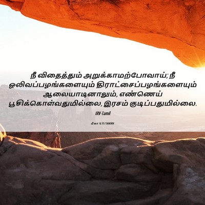 Picture 06 - மீகா 6:15 TAMIRV - நீ விதைத்தும் - Bible Verse Picture