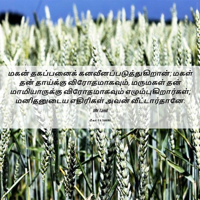 Picture 06 - மீகா 7:6 TAMIRV - மகன் தகப்பனைக் - Bible Verse Picture